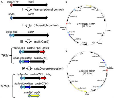 Multi-Layer Controls of Cas9 Activity Coupled With ATP Synthase Over-Expression for Efficient Genome Editing in Streptomyces